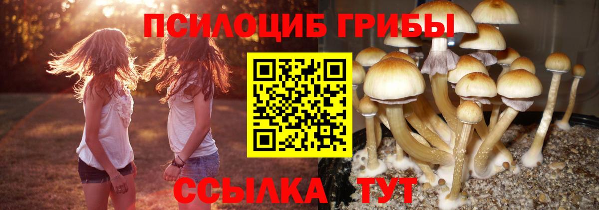 Псилоцибиновые грибы Psilocybine cubensis Тамбов